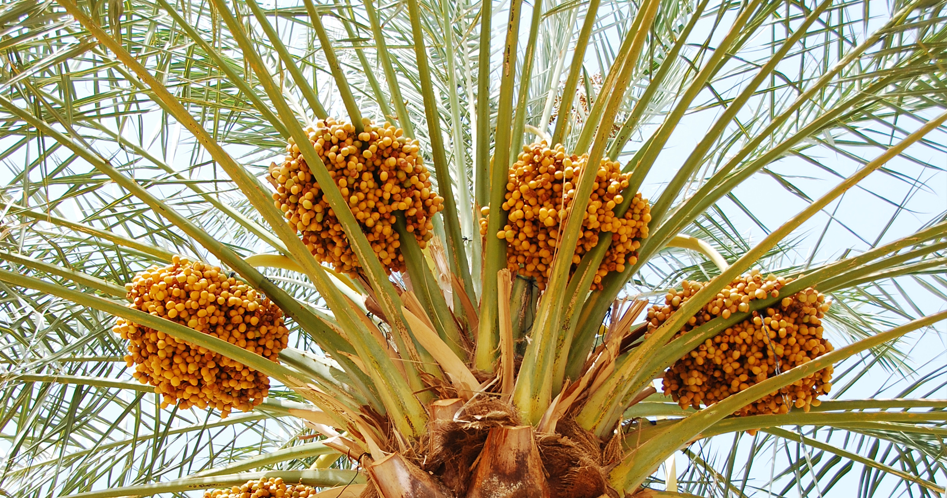 dattes-mejhoul-dattes-filali-dattes-du-maroc-les-riads-du-tafilalet